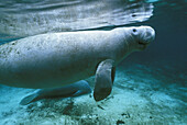 West Indian Manatee (Trichechus manatus) USA, Florida, Citrus County, Crystal River, Wild