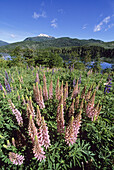 Argentina, Nahuel Huapi National Park, Bariloche, wild Lupine flowers, Southern Andes.