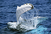 Humpback Whale (Megaptera novaeangliae) pectoral flipper flapping, Silver Bank, Caribbean, Dominican Republic