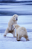 Polar Bears (Ursus maritimus) sparring, Churchill, Manitoba, Canada