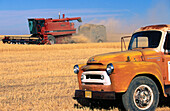 Wheat harvest. Oregon. USA.