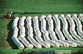 Round hay bales wrapped into tubes