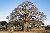 Baobab, African tree. Tanzania