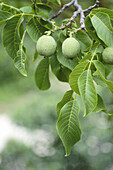 Nuts in walnut tree. Juglans regia.