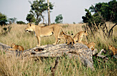 Lion pride (Panthera leo), females with cubs. Masai Mara Game Preserve. Kenya