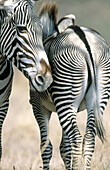 Grevy s Zebras(Equus grevyi). Samburu National Reserve. Kenya