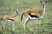 Thomson Gazelle (Gazella thomsonii) with newborn. Masai Mara, Kenya