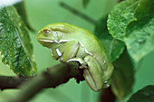 Waxy Tree Frog (Phyllomedusa sauvagii), captive. Argentina