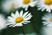 Daisies (Bellis perennis)