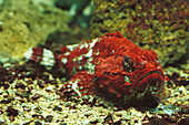 Humpbacked Scorpionfish (Scorpaenopsis gibbosa), captive