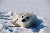 Harp Seal on ice (Pagohilus groenlandicus). Magdalen Islands. Canada