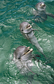3 Bottlenose dolphins