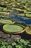 Amazon water lilies, (Victoria amazonica) and (Victoria cruziana), Brazil and Argentina