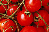 Cherry tomato bush (Lycopersicum esculentum)