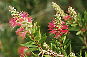 Bottle Brush (Callistemon lanceolatus)