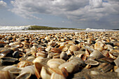 Field of shells on the beach, Netherlands