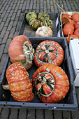 Ornamental pumpkins in boxes.