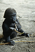 Young Gorilla (Gorilla gorilla)