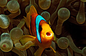 Rotmeer-Anemonenfisch, Amphiprion bicinctus, Sudan, Afrika, Rotes Meer