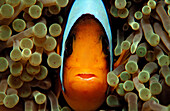 Twobar anemone fishe, Amphiprion bicinctus, Sudan, Africa, Red Sea