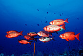 Crescent-tail bigeyes, Priacanthus hamrur, Sudan, Africa, Red Sea