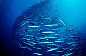 Blackfin barracuda, Sphyraena qenie, Sudan, Africa, Red Sea