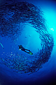 Blackfin barracuda and scuba diver, Sphyraena qenie, Sudan, Africa, Red Sea