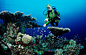 Scuba diver and Table coral, Acropora divaricata, Sudan, Africa, Red Sea