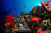 Juwelenbarsch im Korallenriff, Cephalopholis miniata, Sudan, Afrika, Rotes Meer