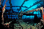 Umbria shipwreck, Sudan, Africa, Red Sea, Wingate Reef