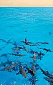 Zitronenhaie an der Wasseroberfläche, Negaprion brevirostris, Bahamas, Atlantischer Ozean