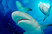 Zitronenhaie, Negaprion brevirostris, Bahamas, Grand Bahama Island, Atlantischer Ozean