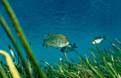 Largemouth bass, Micropterus salmoides, USA, Florida, FL