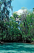 Three Sisters Manatee Schutzgebiet,  USA, Florida, Crystal River