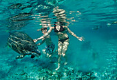 West Indian Manatee and swimming family, Trichechus manatus latirostris, USA, Florida, Crystal River