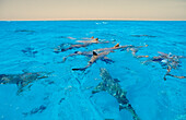 Zitronenhaie an der Wasseroberfläche, Negaprion brevirostris, Bahamas, Atlantischer Ozean