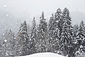 Bergwald im Schneegestöber, Alpen, Österreich