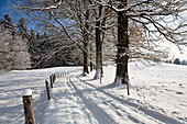 Winter scenery with path, Upper Bavaria, Germany