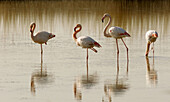 Great Flamingo. Phoenicopterus ruber. Saintes Maries de la Mer. Camargue. France February.