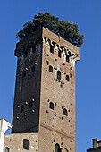 Torre Guinigi, Lucca. Tuscany, Italy