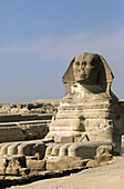 Sphinx in front of the pyramids at Giza. Egypt