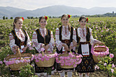 Gathering of roses. Festival of the Roses. Kazanlak. Bulgaria.