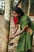 Rubber farmer Amirdebai cutting rubber tree bark for harvesting latex. Tamil Nadu. India.