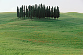 Val d Orcia. Tuscany. Italy