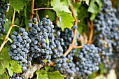 Vineyard grapes in Napa Valley. California, USA