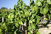 Sterling Vineyards in Napa Valley. California, USA