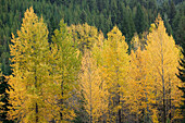 Fall foliage. Princeton. British Columbia, Canada