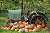 Pumpkins, autumn harvest, Okanagan Valley fruit town. Keremeos. British Columbia, Canada