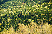 Autumn foliage. Glacier National Park. Revelstoke area, British Columbia, Canada