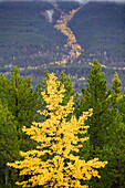 Kootenay National Park, autumn foliage. The Rockies, British Columbia, Canada